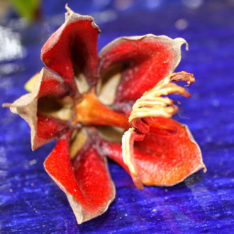 Wharepuke Subtropical Accomodation Gallery &