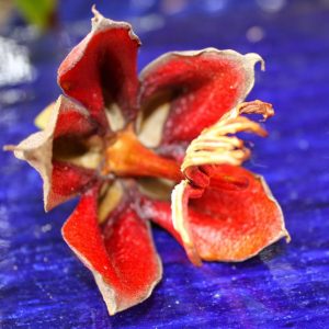 Wharepuke Subtropical Accomodation Gallery &amp 09 407 8933;190 Kerikeri Road